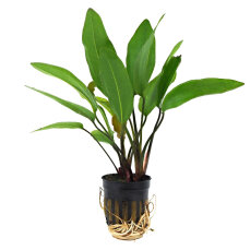 Echinodorus Reni getopft
