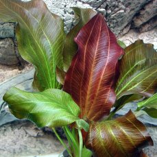 Echinodorus Reni getopft