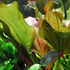 Echinodorus Reni getopft