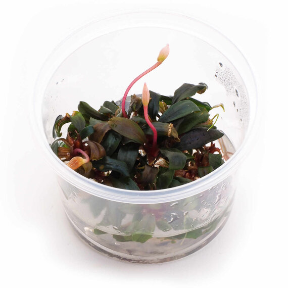 Bucephalandra "Serimbu Brown" CUP Dennerle