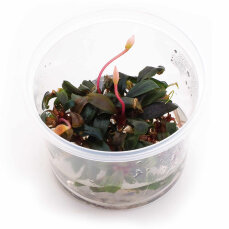 Bucephalandra "Serimbu Brown" CUP Dennerle