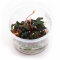 Bucephalandra "Serimbu Brown" CUP Dennerle