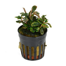 Bucephalandra spec. "Lamandau", Aufsitzerpflanze