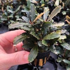 Bucephalandra spec. "Lamandau", Aufsitzerpflanze