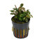 Bucephalandra spec. "Lamandau", Aufsitzerpflanze