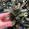 Bucephalandra spec. "Lamandau", Aufsitzerpflanze