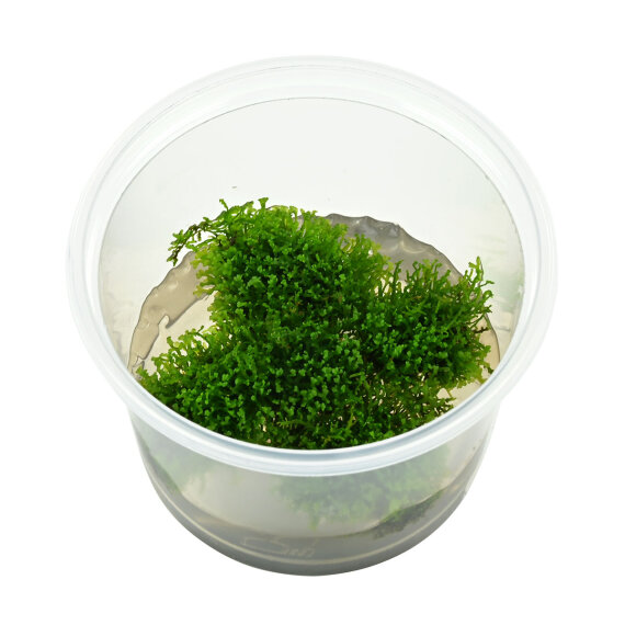 Korallenmoos - Riccardia chamedryfolia InVitro
