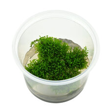 Korallenmoos - Riccardia chamedryfolia InVitro