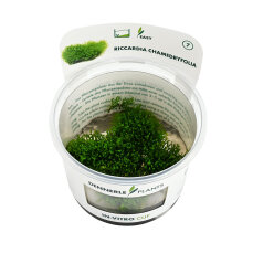 Korallenmoos - Riccardia chamedryfolia InVitro