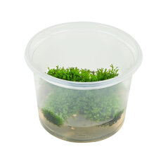 Korallenmoos - Riccardia chamedryfolia InVitro