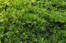 Korallenmoos - Riccardia chamedryfolia InVitro