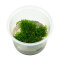 Korallenmoos - Riccardia chamedryfolia InVitro