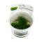 Korallenmoos - Riccardia chamedryfolia InVitro