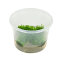 Korallenmoos - Riccardia chamedryfolia InVitro