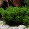 Korallenmoos - Riccardia chamedryfolia InVitro