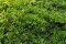 Korallenmoos - Riccardia chamedryfolia InVitro