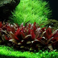 Alternanthera reineckii "Mini" sterile...