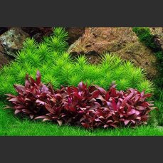 Alternanthera reineckii "Mini" sterile Laborzüchtung