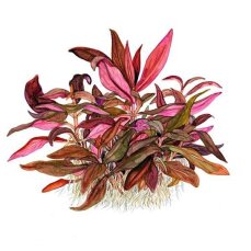 Alternanthera reineckii "Mini" sterile Laborzüchtung