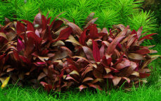 Alternanthera reineckii "Mini" sterile Laborzüchtung