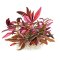 Alternanthera reineckii "Mini" sterile Laborzüchtung