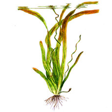 Riesenvallisnerie (Vallisneria americana) Bund