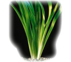 Riesenvallisnerie (Vallisneria americana) Bund