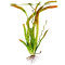 Riesenvallisnerie (Vallisneria americana) Bund