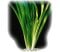 Riesenvallisnerie (Vallisneria americana) Bund
