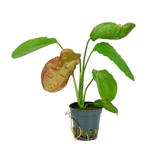 Echinodorus osiris rubra - Rote Amazonaspflanze
