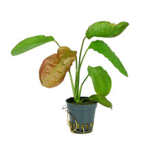 Echinodorus osiris rubra - Rote Amazonaspflanze