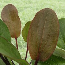 Echinodorus osiris rubra - Rote Amazonaspflanze