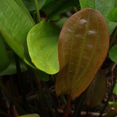 Echinodorus osiris rubra - Rote Amazonaspflanze