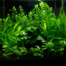 Pflanzenset für Kampffische Layout 30 von Tropica, Aquaristikanfänger