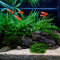Pflanzenset Layout 106 von Tropica für Guppys oder einen Kampffisch