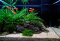 Pflanzenset Layout 106 von Tropica für Guppys oder einen Kampffisch