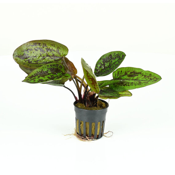 Echinodorus Chocolate Marble Mamorierte Aquariumpflanze