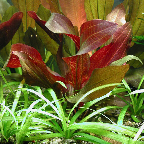 Echinodorus x Regine Hildebrandt, weinrote Färbung
