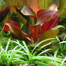 Echinodorus x Regine Hildebrandt, weinrote Färbung