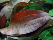 Echinodorus x Regine Hildebrandt, weinrote Färbung