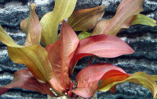 Echinodorus x Regine Hildebrandt, weinrote Färbung