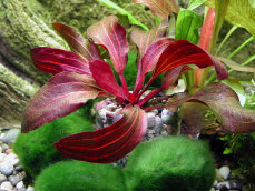 Echinodorus x Regine Hildebrandt, weinrote Färbung