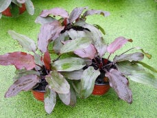Echinodorus x Regine Hildebrandt, weinrote Färbung