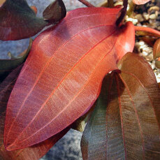 Echinodorus x Regine Hildebrandt, weinrote Färbung