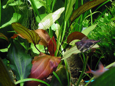 Echinodorus x Regine Hildebrandt, weinrote Färbung