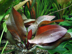 Echinodorus x Regine Hildebrandt, weinrote Färbung