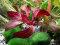 Echinodorus x Regine Hildebrandt, weinrote Färbung