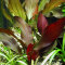 Echinodorus x Regine Hildebrandt, weinrote Färbung