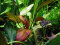 Echinodorus x Regine Hildebrandt, weinrote Färbung
