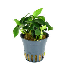 Kleinstes Zwergspeerblatt - Anubias barteri var. nana...